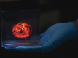 Modelo de árvore vascular impresso por bioimpressora 3D